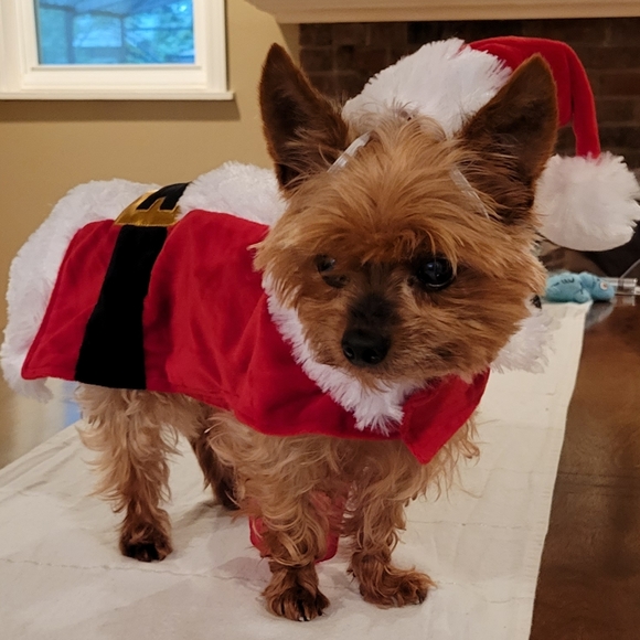 ❤️🎄Host Pick!🎄❤️ Doggo Santa Outfit S - Picture 4 of 16